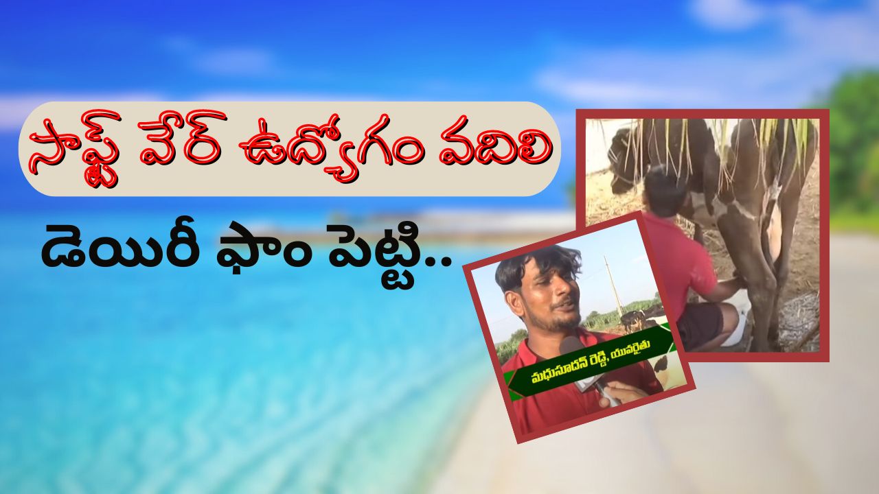 Cow Dairy : ఆవుల డెయిరీ నిర్వహిస్తున్న సాఫ్ట్ వేర్ ఇంజనీర్