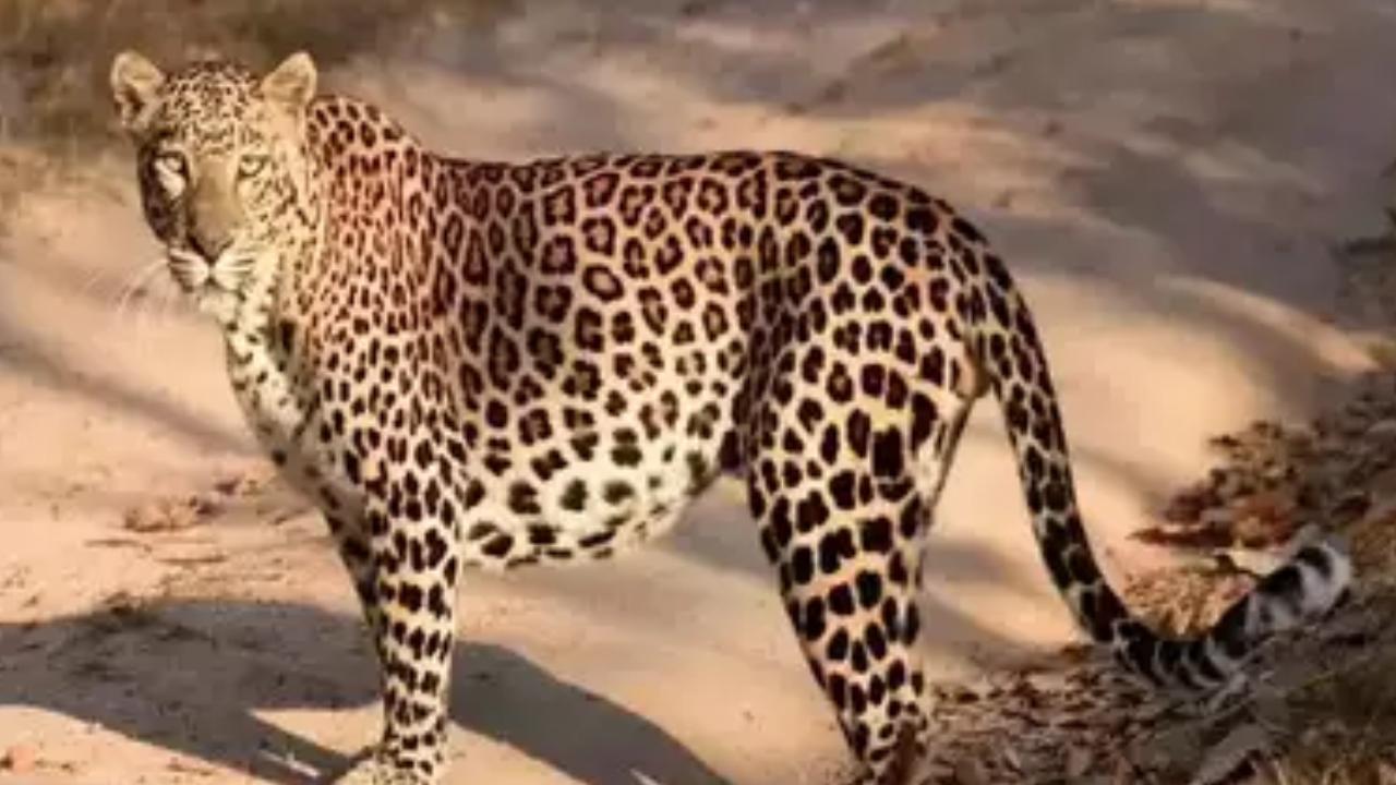 Cheetah Kill Girl : తిరుమల నడకదారిలో చిన్నారిపై దాడి చేసి చంపేసిన చిరుత
