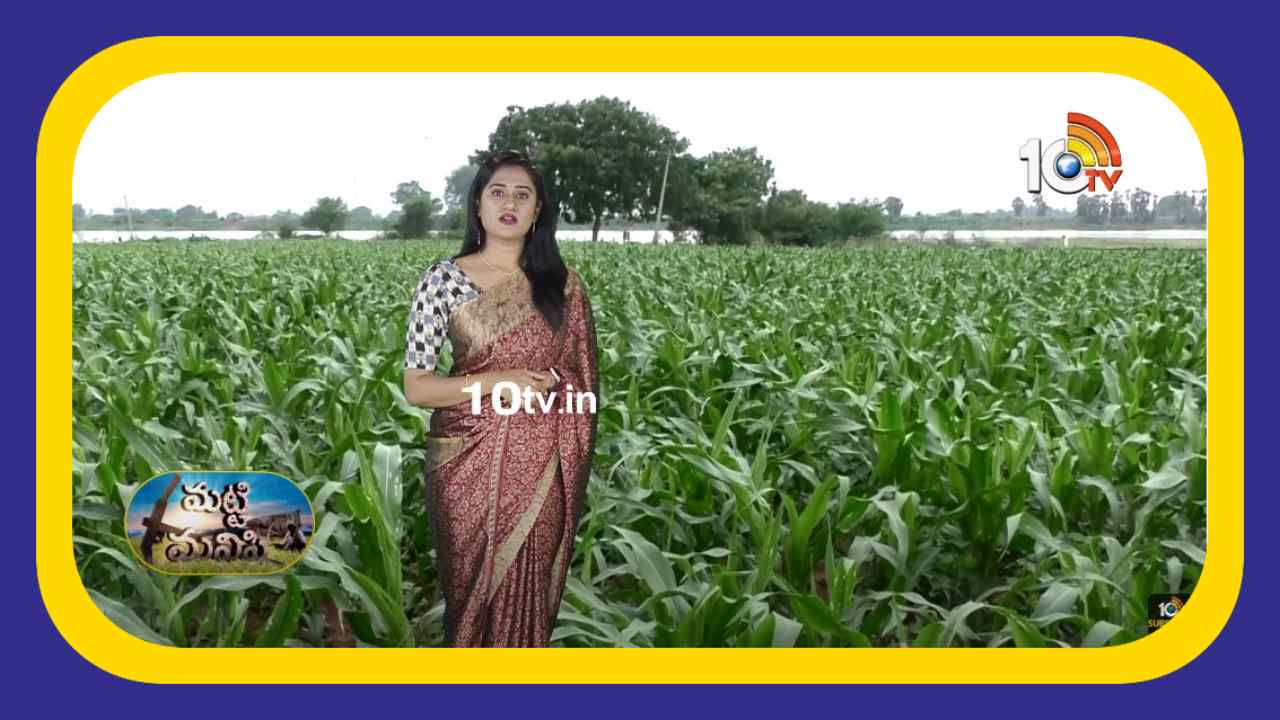 Corn Crop : మొక్కజొన్నకు కత్తెరపురుగుల ఉధృతి.. నివారణకు శాస్త్రవేత్త సూచనలు