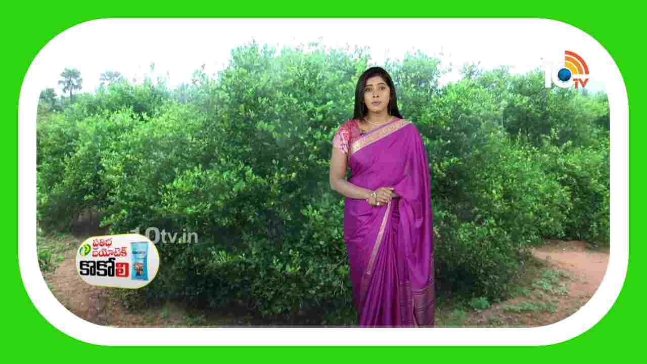 Lemon Tree Cultivation : నిమ్మలో చీడపీడల ఉధృతి.. నివారణకు సమగ్ర యాజమాన్య పద్ధతులు
