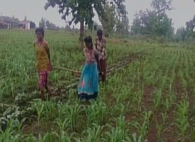 Madhya Pradesh: Financially distressed farmer to use daughters to pull plough