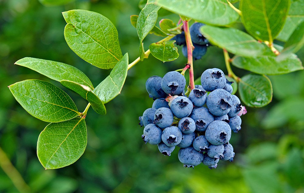 Blueberry extracts may boost cervical cancer therapy