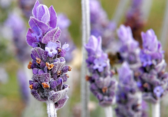 Say no to negative energy with these spiritual plants