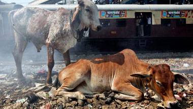 Four accused of cow slaughter booked under gangster act