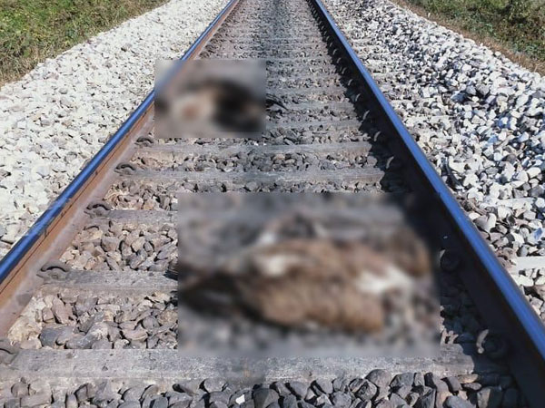 Six vultures feeding by rail track run over by train