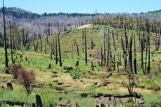 Climate change affects forest recovery after wildfire