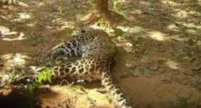 Leopard found dead in UP’s Maharajganj