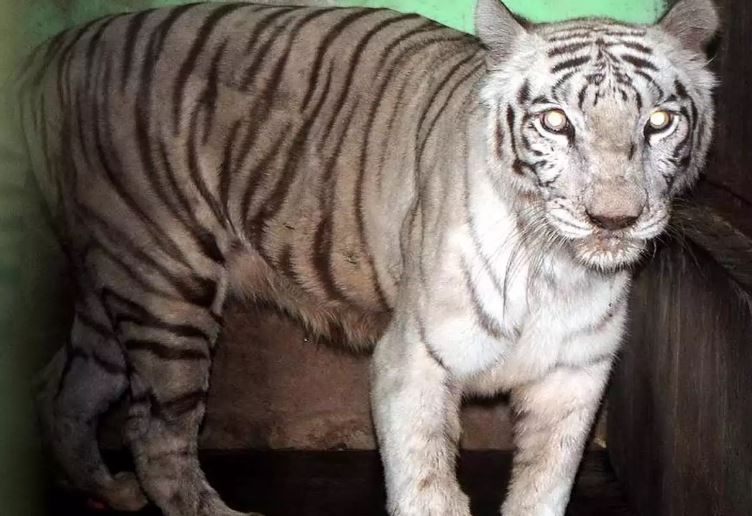 Mumbai’s last captive white tiger Bajirao dies at 18