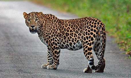 Leopard kills man in Rajasthan’s Alwar district
