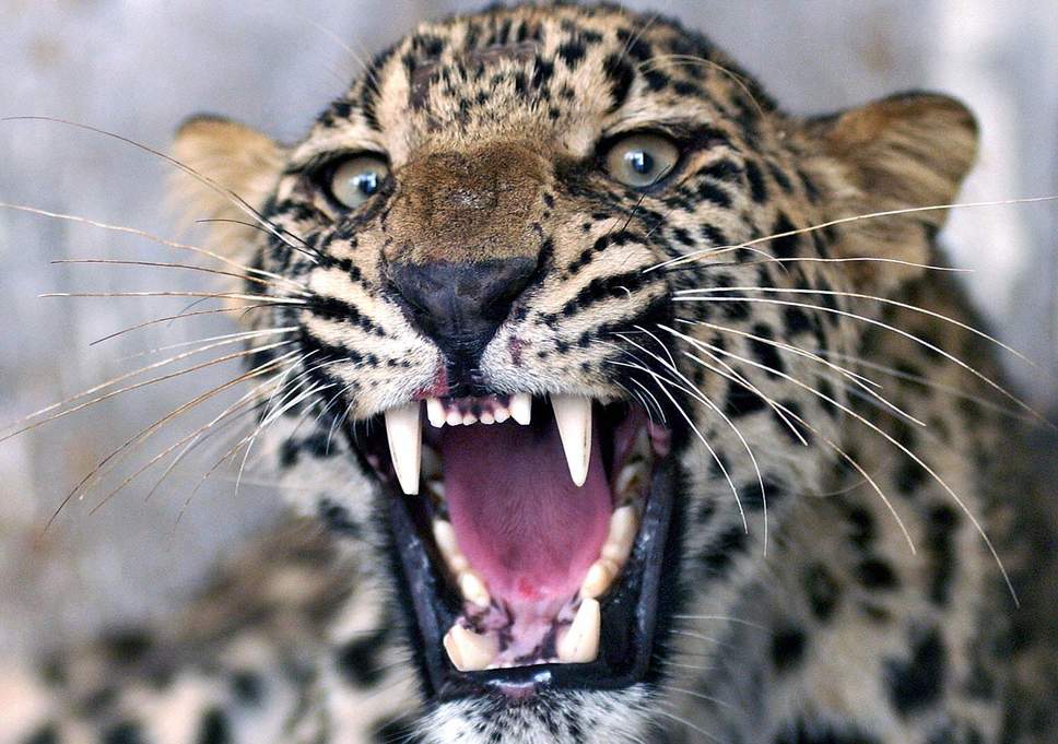 Leopard kills woman in Rajaji Park
