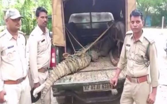 Damoh: Crocodile enters residential area due to heavy rain, rescued