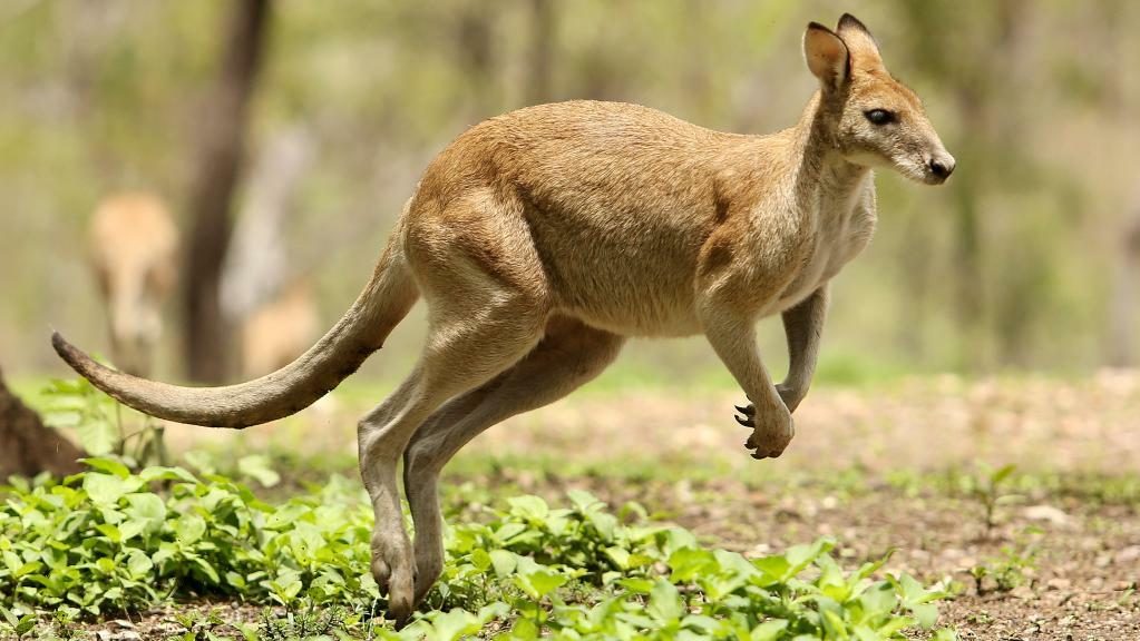 Research says, Kangaroos can communicate with humans