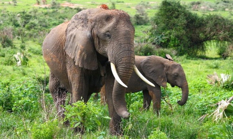 Large animals travel more slowly since they can’t keep cool: Study