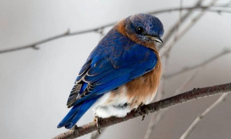 Male birds who are able to repeat song notes attract female mate: Study Male birds who are able to repeat song notes attract female mate: Study