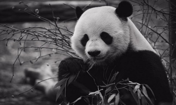 Giant pandas living outside latitude of normal range are less active: Study