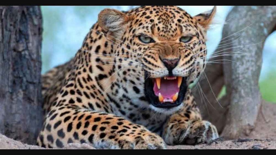 Human wildlife activities causing Leopard Population decline in Kerala
