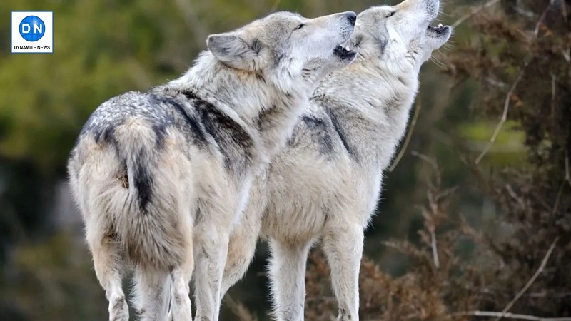 Bahraich: Two remaining wolves still at large despite ongoing efforts