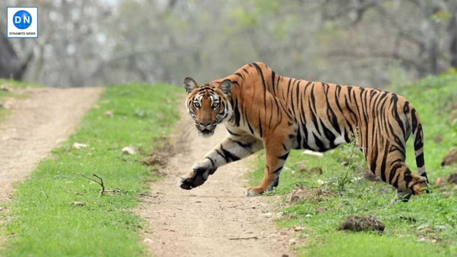 Rajasthan: Tiger attacks three people in Dausa, condition critical