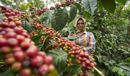 Kelachandra Coffee will represent India