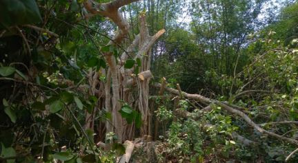 Islamists chop down 200-year-old-banyan tree in Bangladesh due to ‘un-Islamic’ rituals by locals Islamists chop down 200-year-old-banyan tree in Bangladesh due to ‘un-Islamic’ rituals by locals