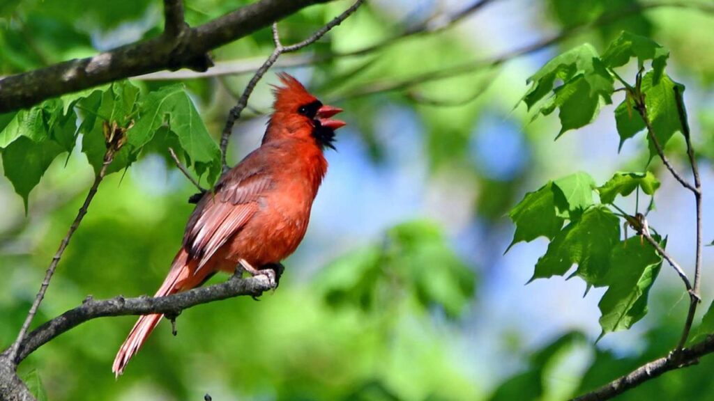 Birds sing to defend their territory