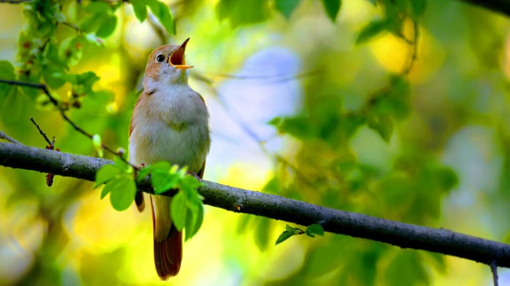 Research team placed mics in the forest to record birds