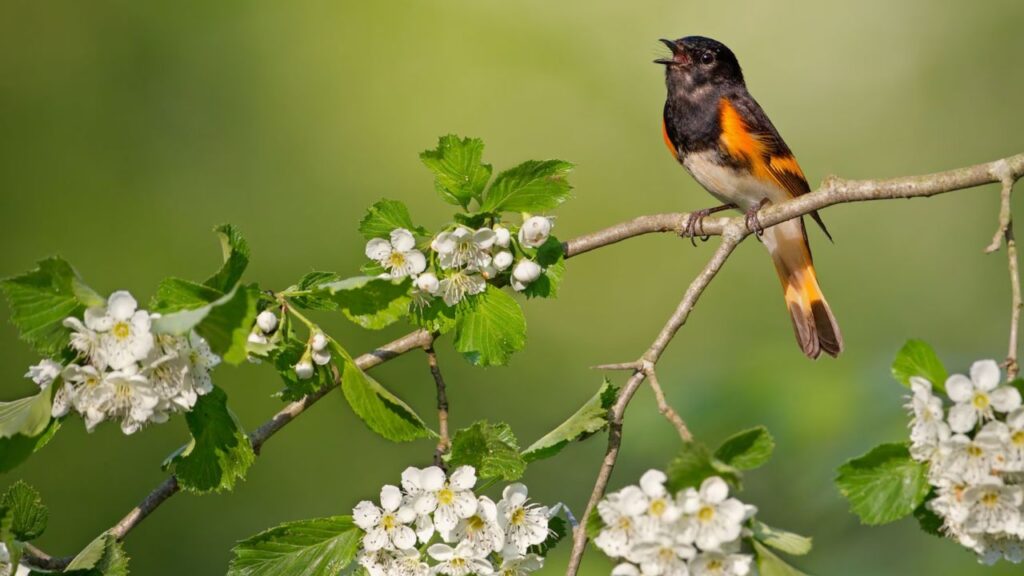 Birds singing is a feast to heart