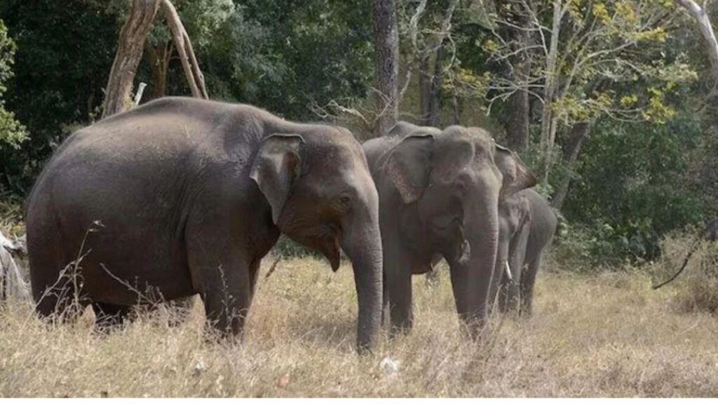 Elephant reserve at Gandhari (Source: Internet)
