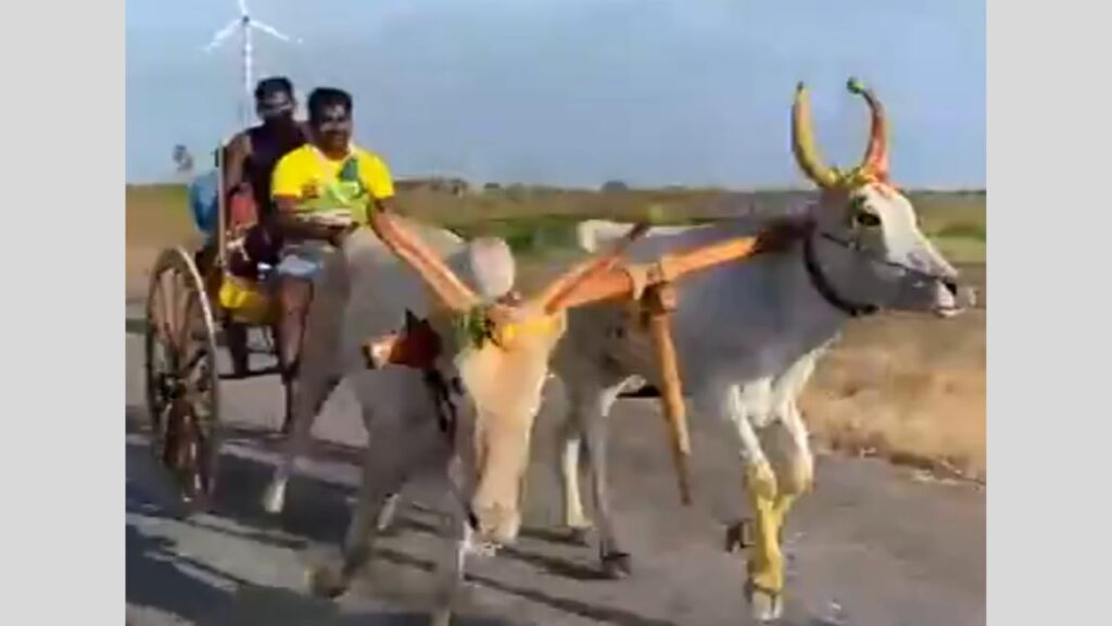 Bullock cart race in Jambulingapuram on Janmashtami