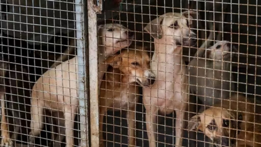 SC orders to move stray dogs to shelter homes 