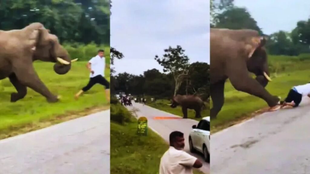 Tragic elephant attack in Bandipur