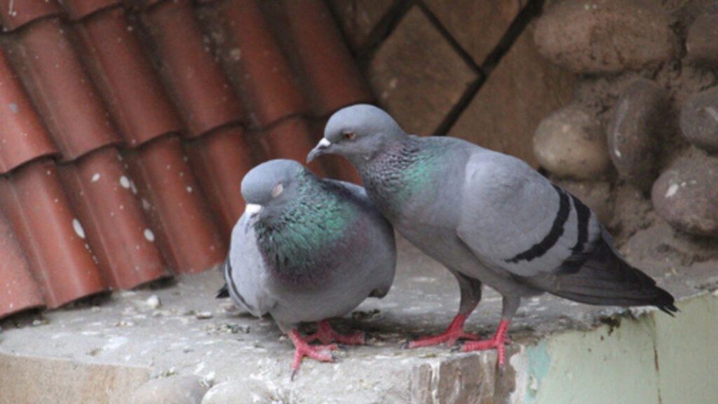 Representational Image