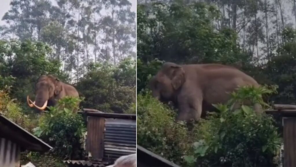 Wild elephant Padayappa" enters Lockaddu Estate near Munnar