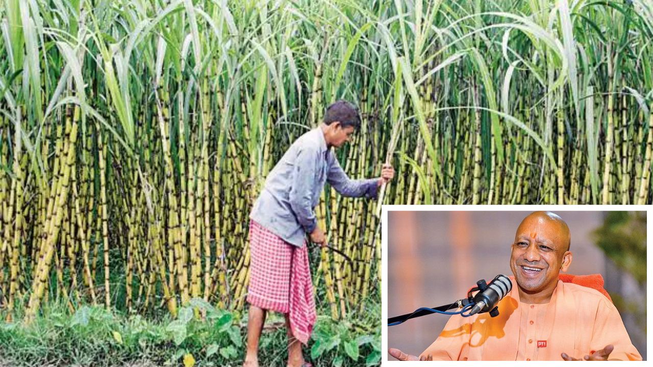Rs 30 Boost, Bigger Impact? Know What’s Behind UP’s Sugarcane Price Hike