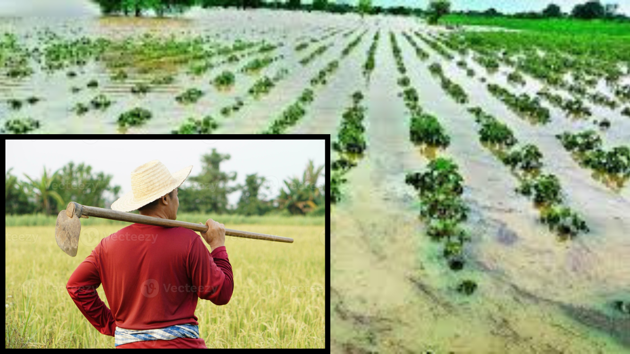 Can smart farming save lives? Madhya Pradesh farmer dies after rains destroy crops Can smart farming save lives? Madhya Pradesh farmer dies after rains destroy crops