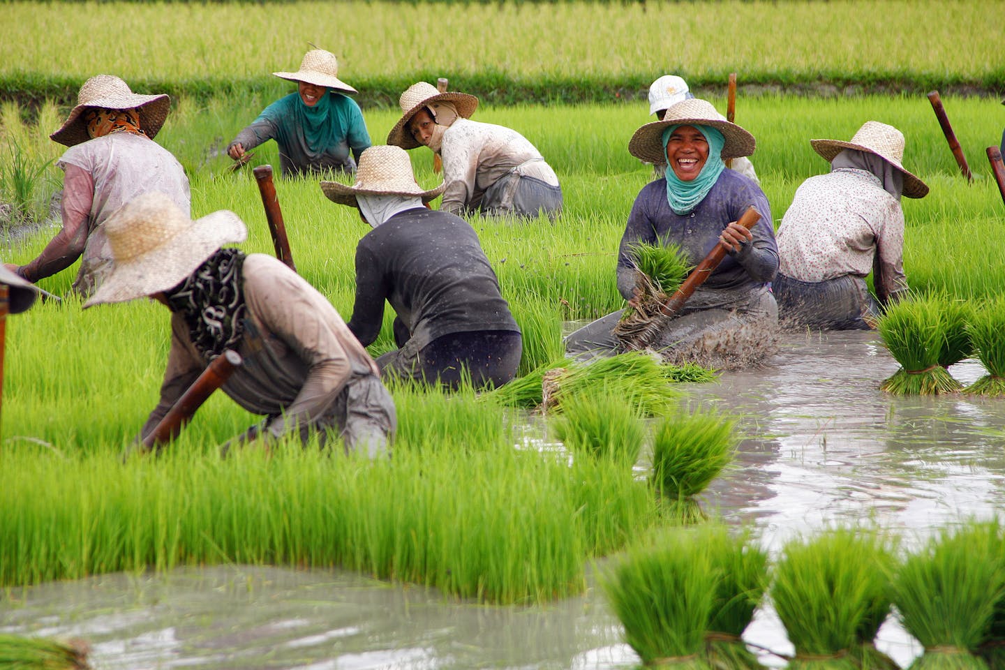 Agricultural schemes