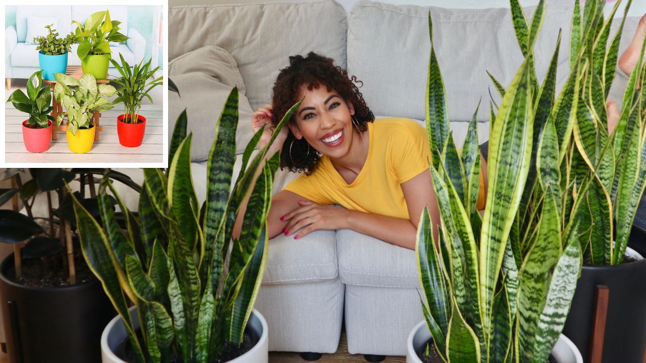 Want Cleaner Air at Home? Try These 5 Air-Purifying Plants Perfect for Delhi