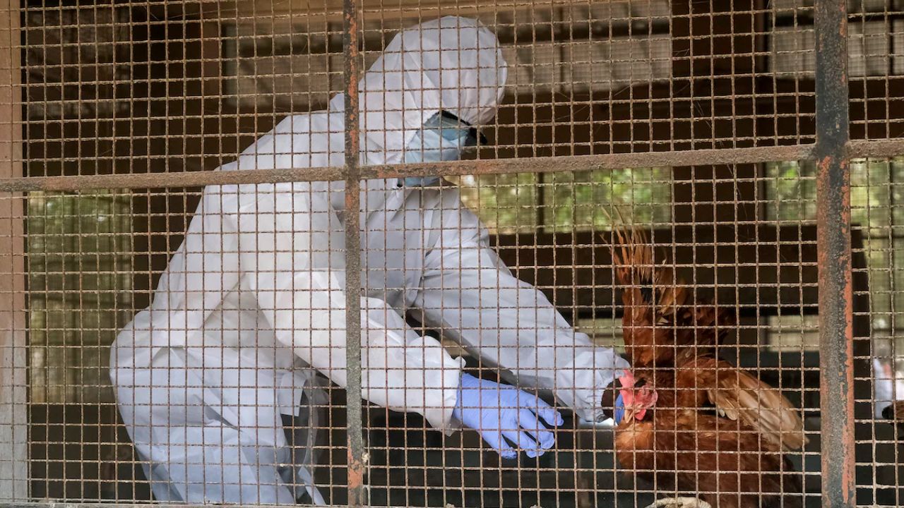 H5N5 bird flu claims first human life; Health officials on alert