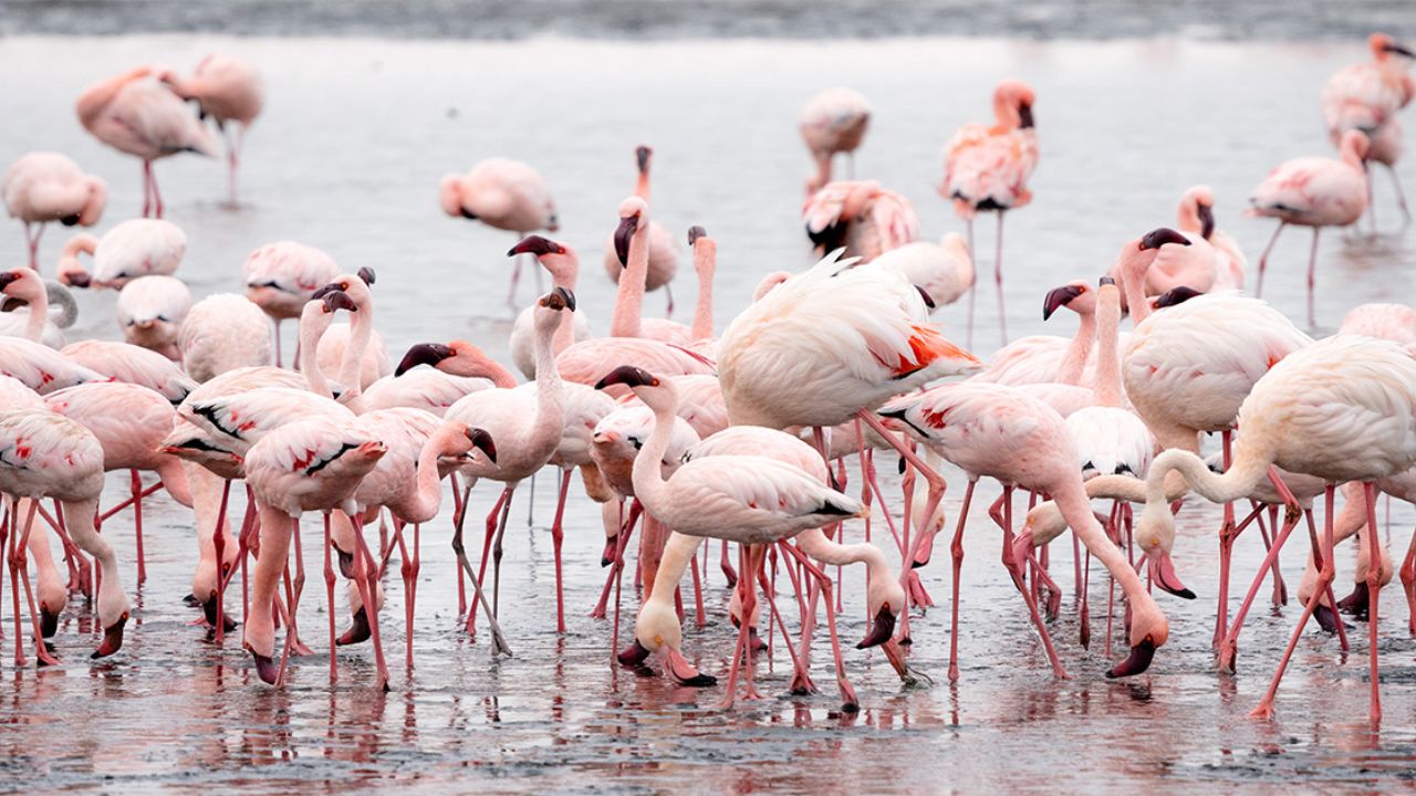 Rajasthan: Magic of Flamingos return to  Sambhar Lake in Jaipur creating a vibrant pink panorama