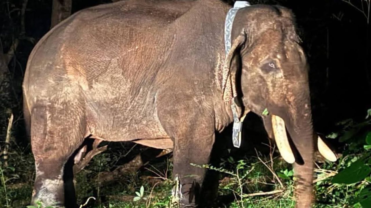 Wild Elephant ‘Rolex’ Captured, Monitored with GPS Collar, and Released in Anamalai Tiger Reserve
