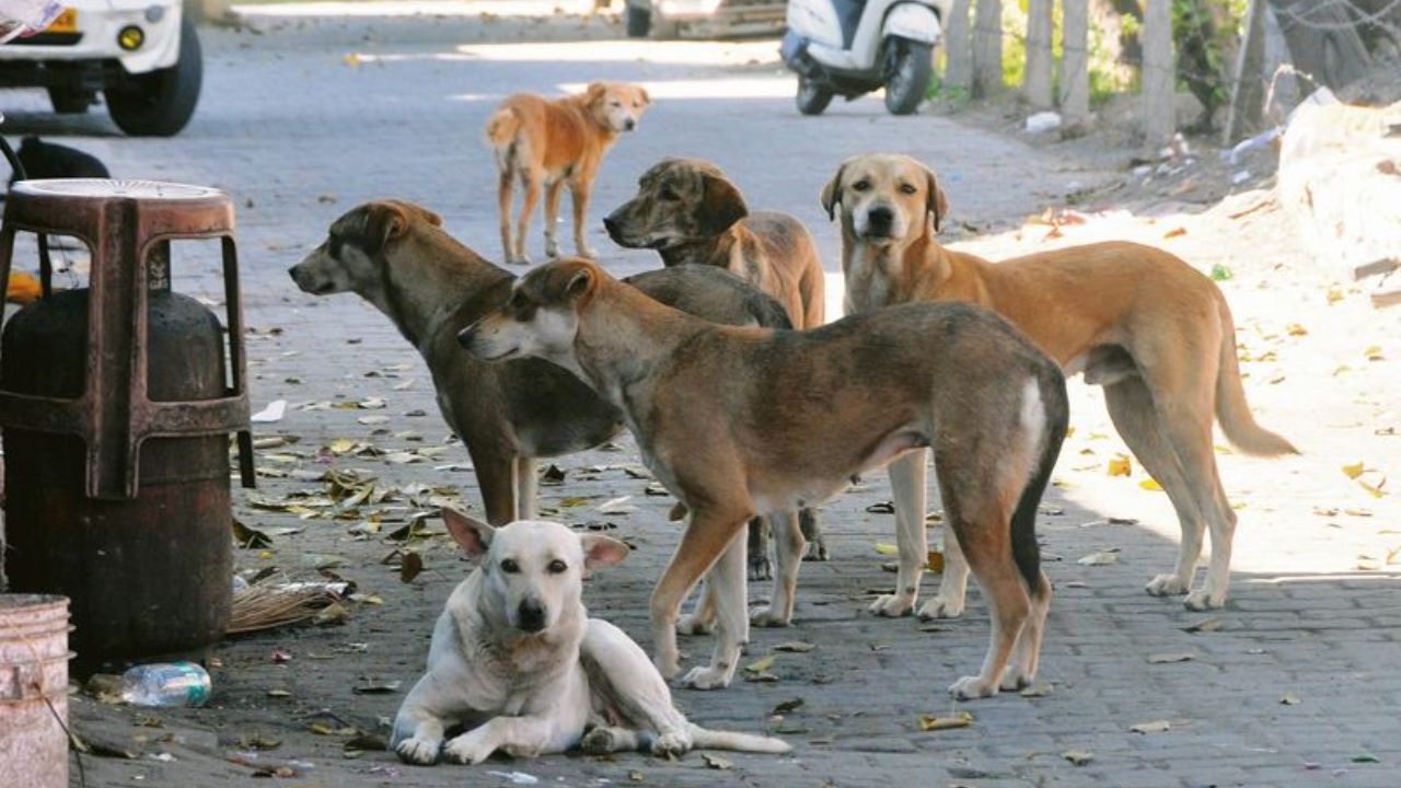 Supreme Court Big Verdict: Remove stray dogs from schools, hospitals, bus stands, railway stations