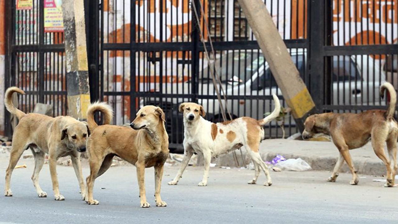 Supreme Court orders removal of stray dogs from public places; Is India facing a stray dog epidemic?