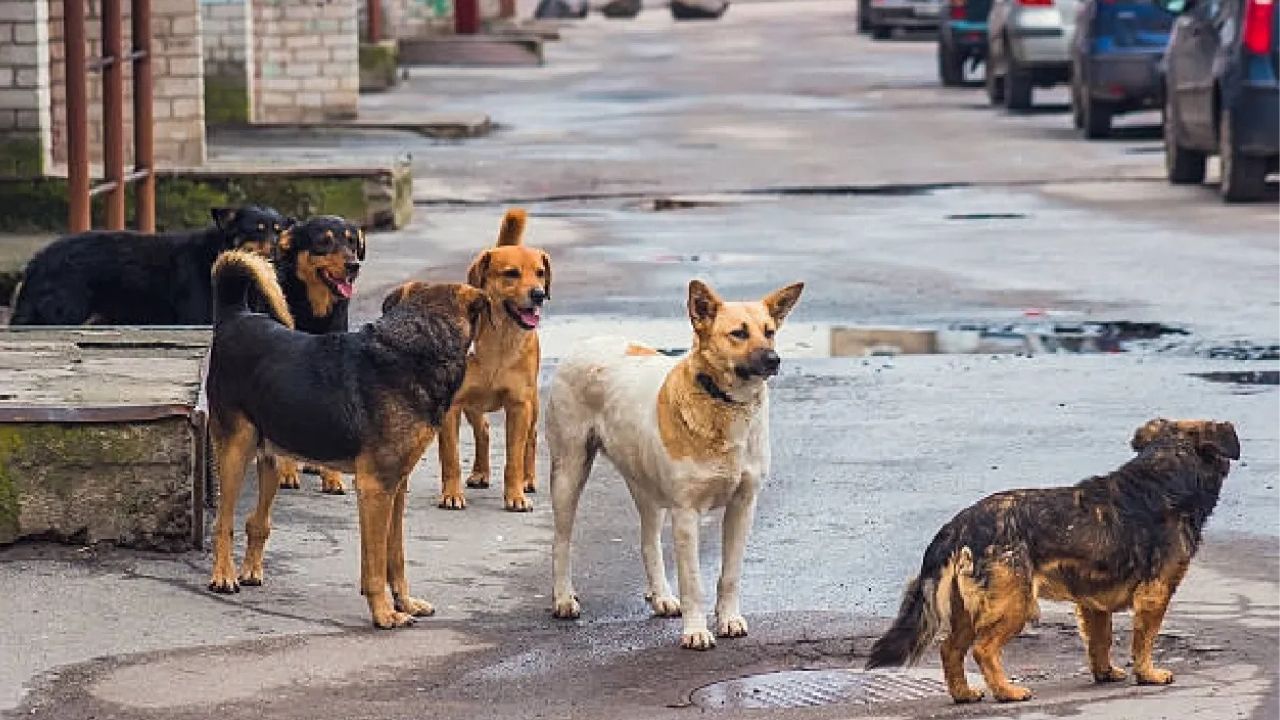 Mumbai: Only eight shelters for 90,000 stray dog