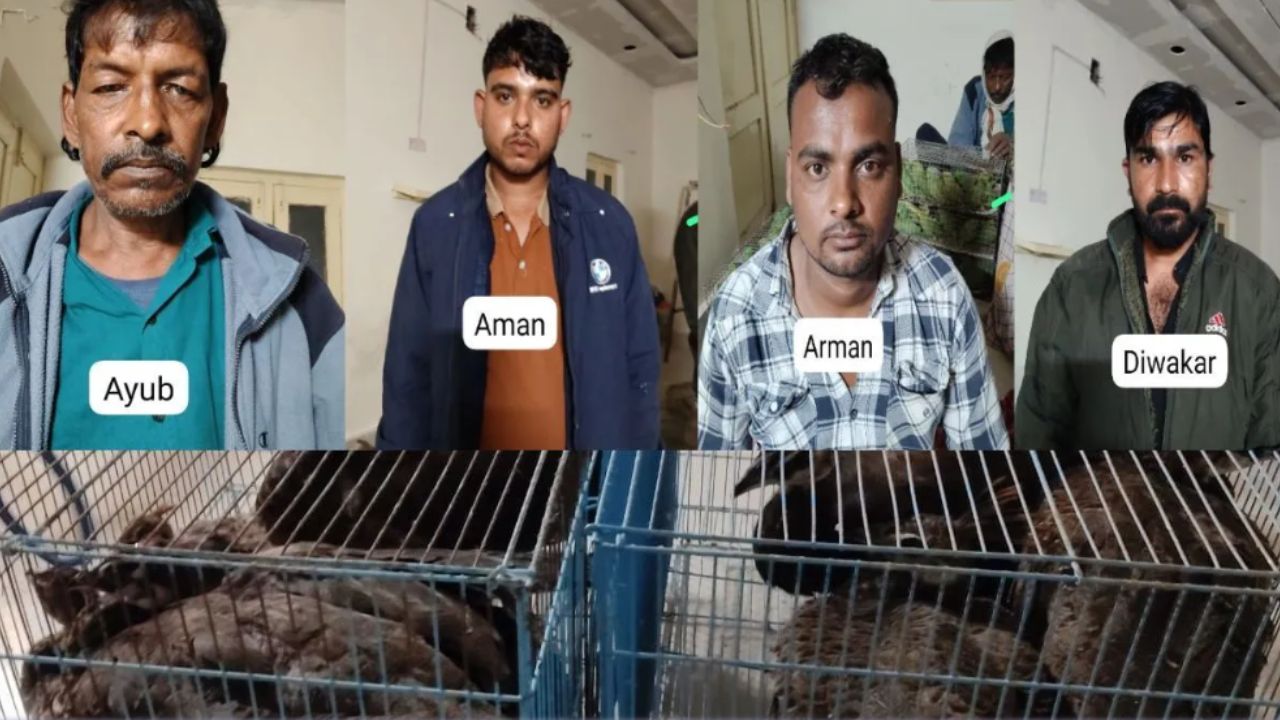 UP STF nabs interstate smuggling Racket in Varanasi; 4 held with 245 parrots, 12 peacocks