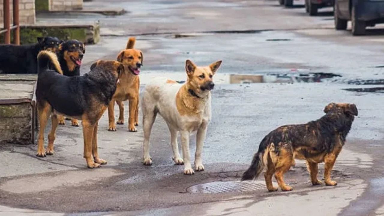 Karnataka govt announces Rs 5 lakh compensation for families of dog bite victims
