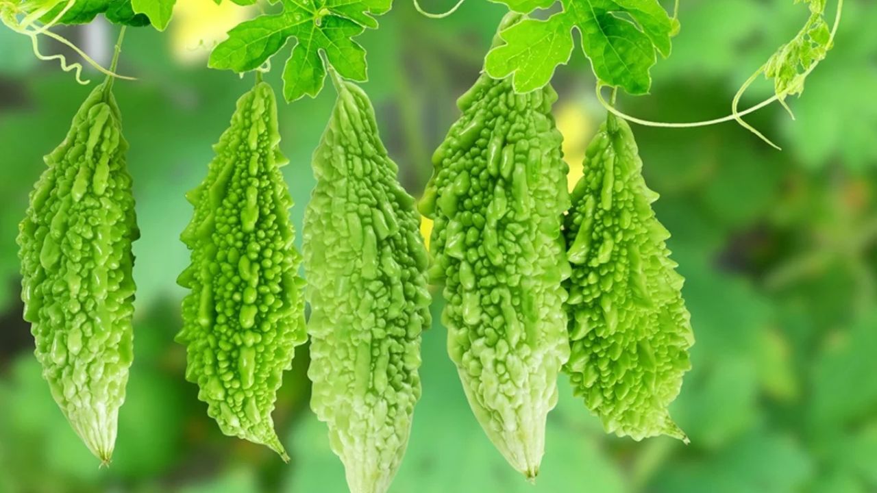 Eating Bitter Gourd, Children, Bitterness, Lifestye, Magic of Yogurt