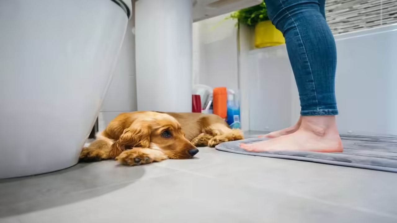 Ever wonder why your dog follows you to the Bathroom? Reasons here
