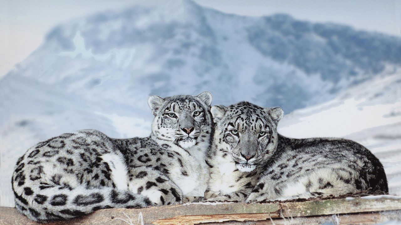 Uttarakhand plans snow leopard tour to boost tourism in high himalayan regions