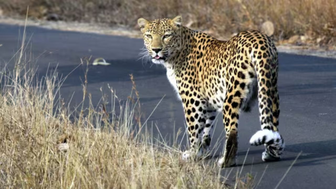 Viral: Leopard spotted at Pune airport; Forest team intensifies monitoring