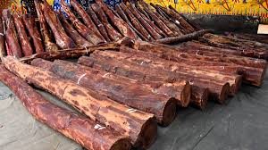 Kranataka: Over 1100 kg red sandalwood worth Rs 1 crore seized, One held; For more details…